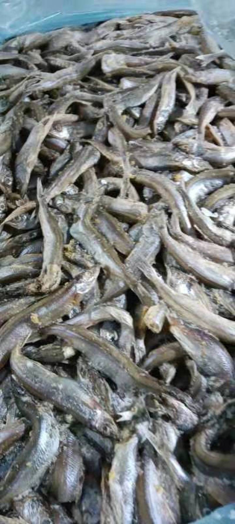工厂直销店破肚多春鱼