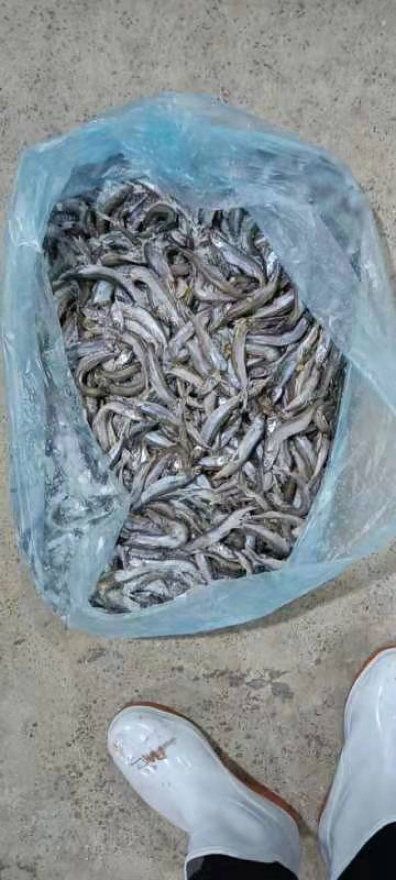 工厂直销店破肚多春鱼