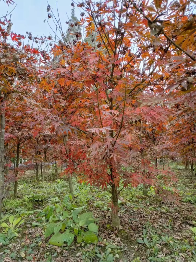 红枫批发基地出售红枫工程苗木红枫价格日本红枫