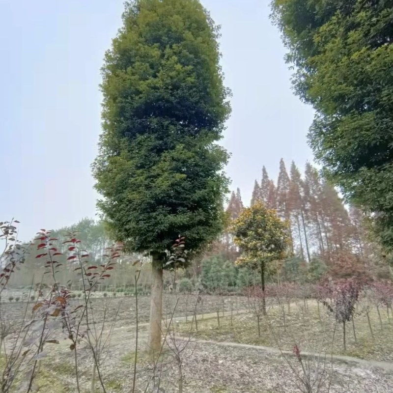 小叶桢楠基地桢楠批发桢楠杯苗价格桢楠产地