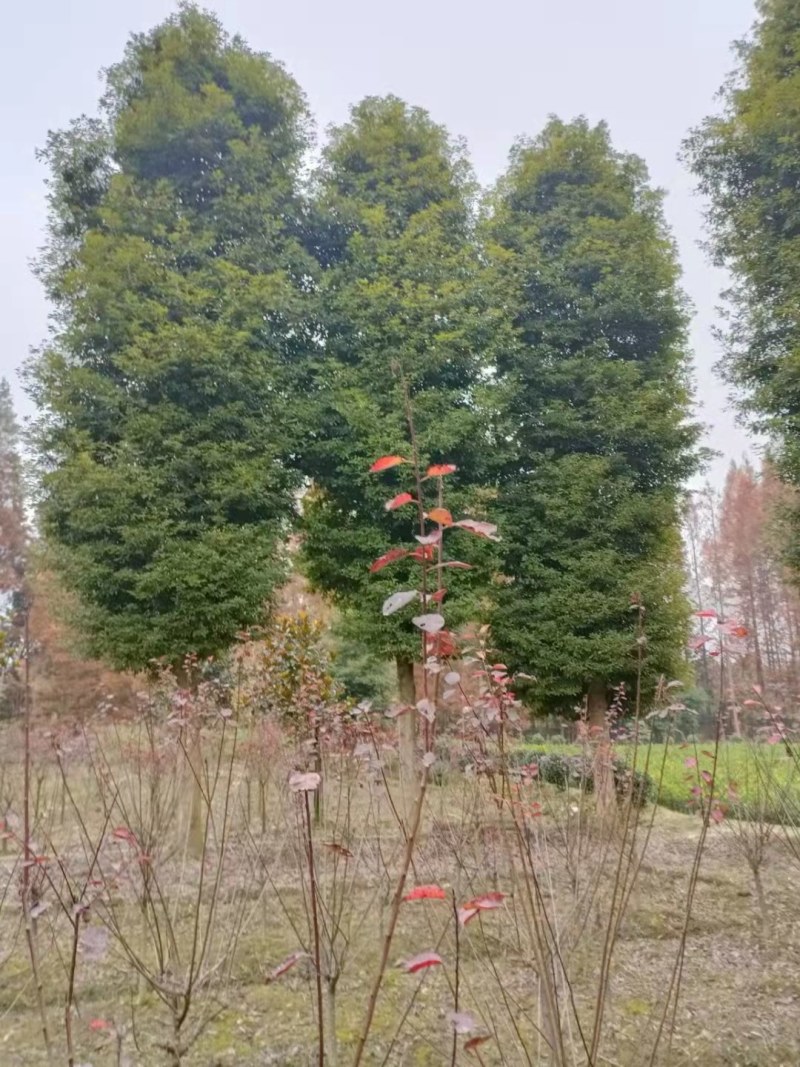 小叶桢楠基地桢楠批发桢楠杯苗价格桢楠产地