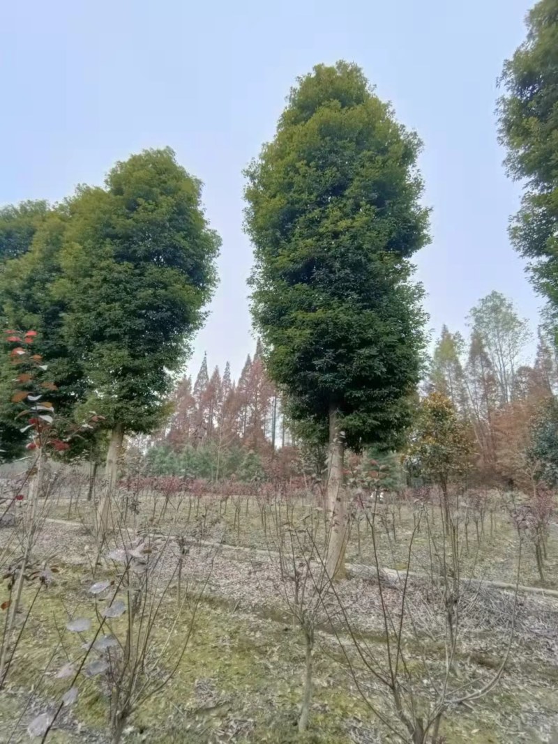 小叶桢楠基地桢楠批发桢楠杯苗价格桢楠产地