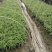 墨西哥鼠尾草基地批发出售鼠尾草工程苗鼠尾草杯苗