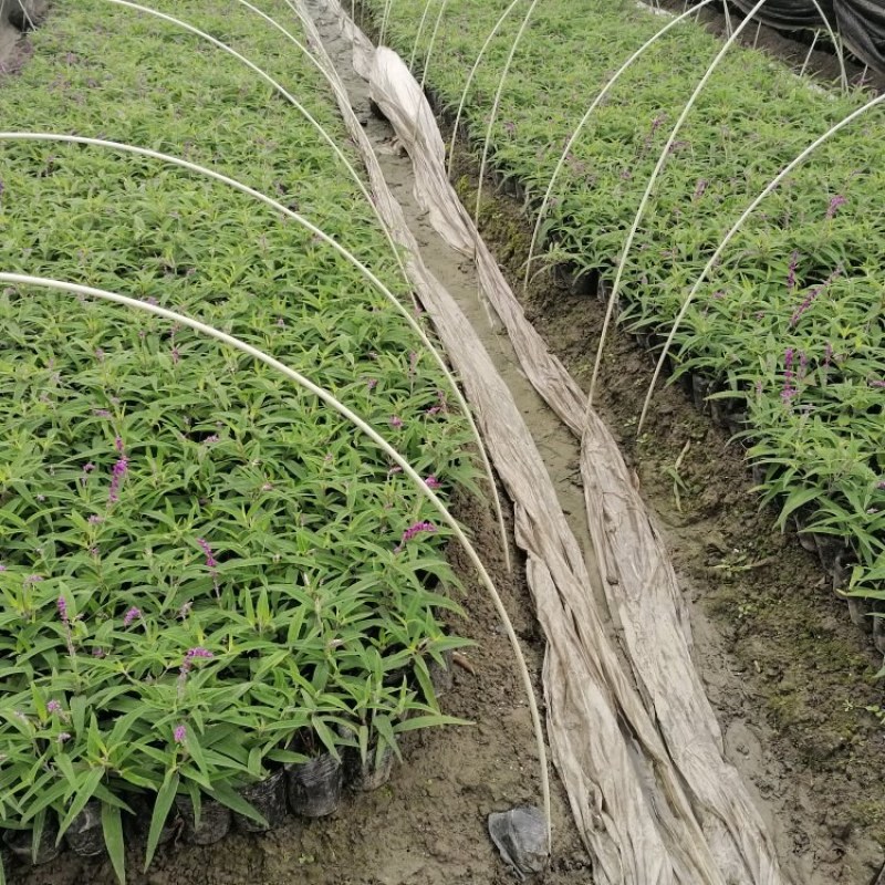 墨西哥鼠尾草基地批发出售鼠尾草工程苗鼠尾草杯苗