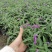 墨西哥鼠尾草基地批发出售鼠尾草工程苗鼠尾草杯苗