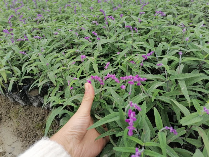 墨西哥鼠尾草基地批发出售鼠尾草工程苗鼠尾草杯苗