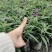 墨西哥鼠尾草基地批发出售鼠尾草工程苗鼠尾草杯苗