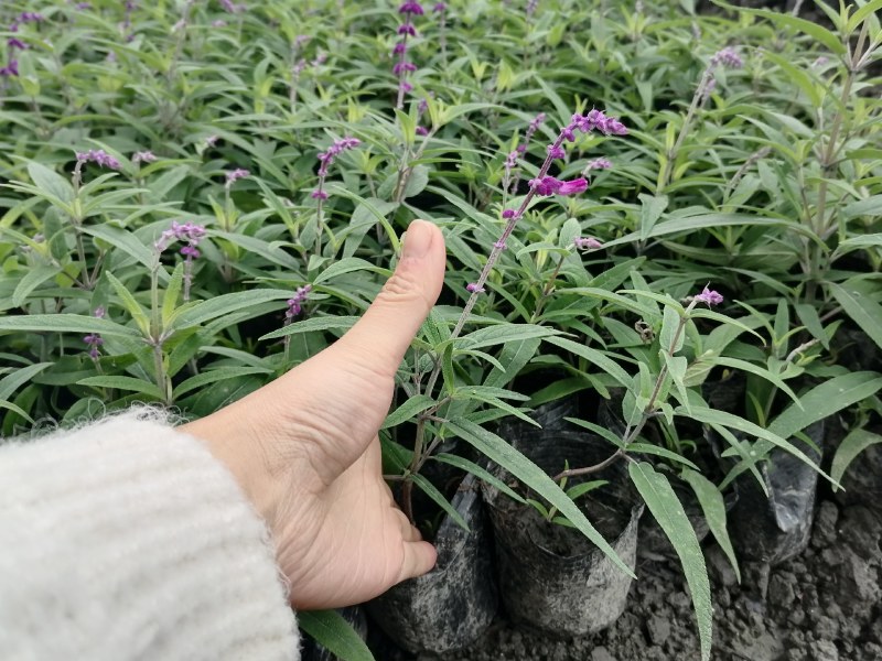 墨西哥鼠尾草基地批发出售鼠尾草工程苗鼠尾草杯苗