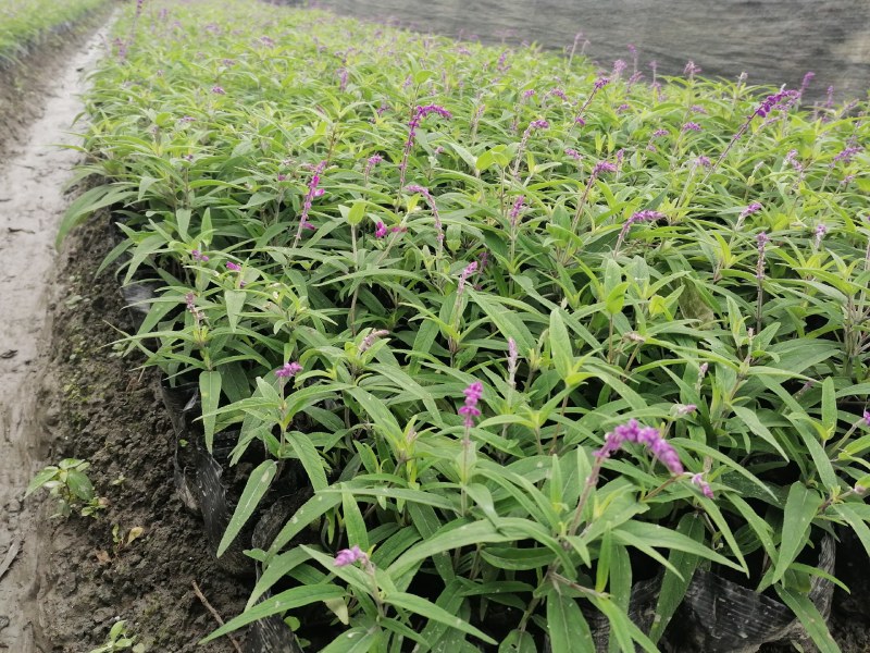 墨西哥鼠尾草基地批发出售鼠尾草工程苗鼠尾草杯苗