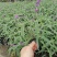 墨西哥鼠尾草基地批发出售鼠尾草工程苗鼠尾草杯苗