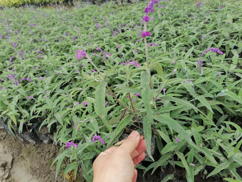 墨西哥鼠尾草基地批发出售鼠尾草工程苗鼠尾草杯苗
