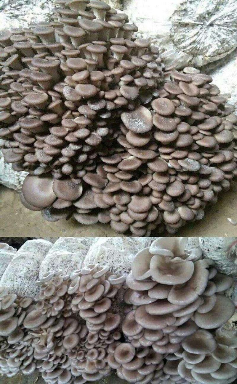 平菇菌包菌棒抗虫抗病高产液体菌种