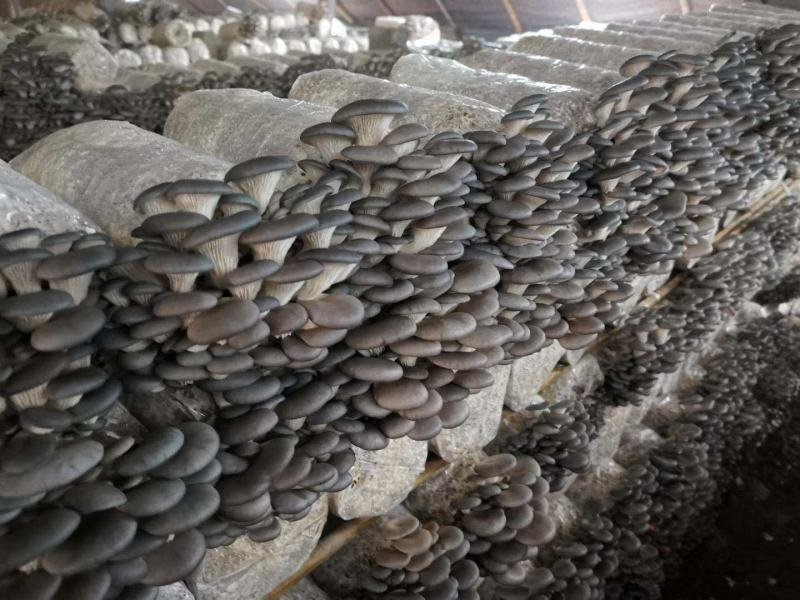 平菇菌包菌棒抗虫抗病高产液体菌种