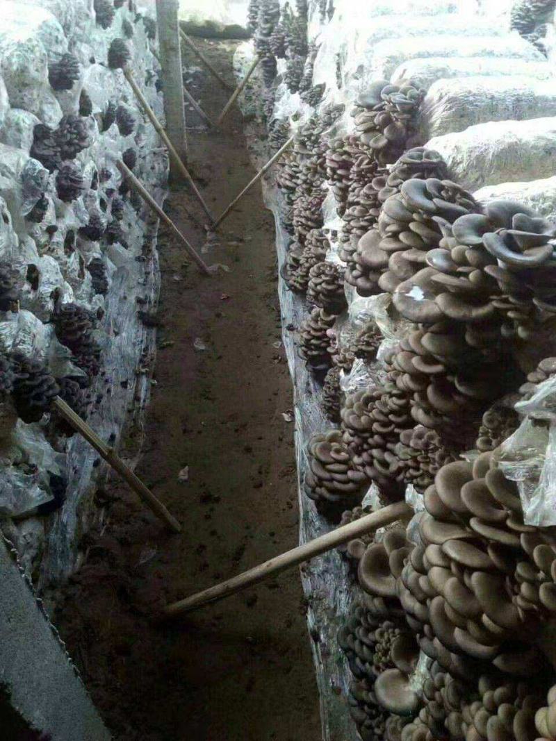 平菇菌包菌棒抗虫抗病高产液体菌种