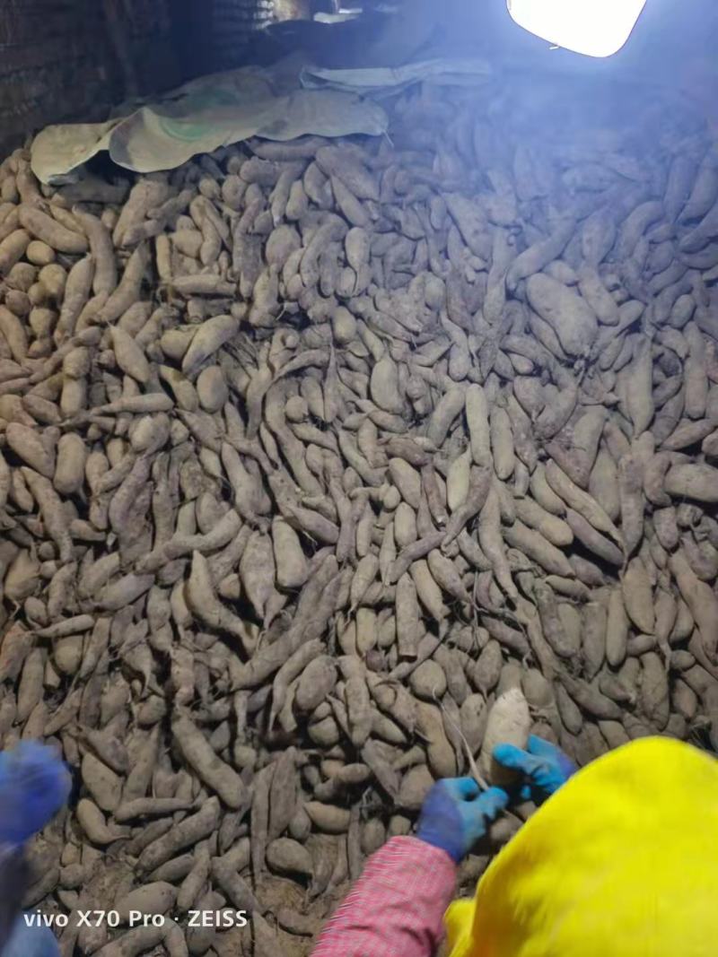 【紫薯】紫罗兰山东红薯现货量大红薯中的高端品