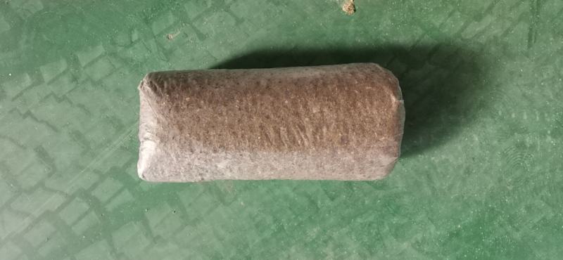 平菇菌包菌棒抗虫抗病高产液体菌种