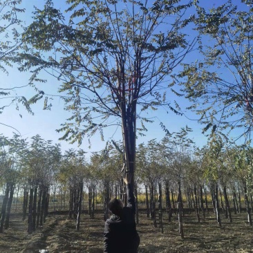 15公分香花槐。低价出售。还有1000棵，质优价廉