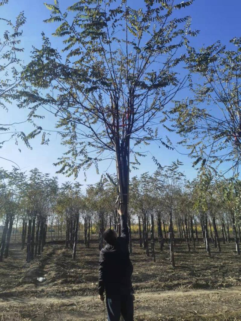 15公分香花槐。低价出售。还有1000棵，质优价廉