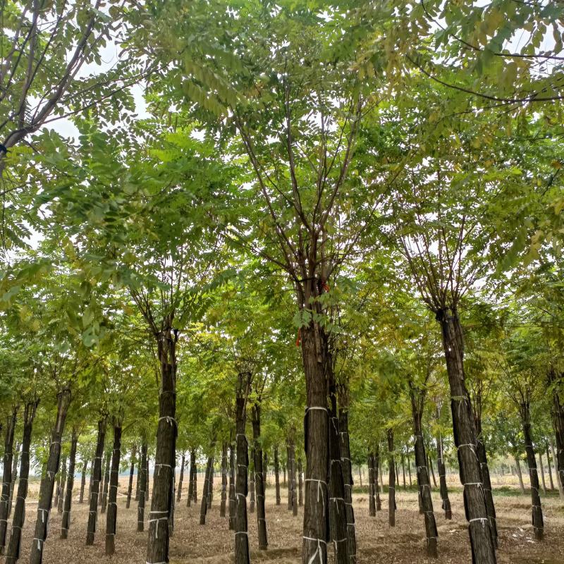 15公分香花槐。低价出售。还有1000棵，质优价廉