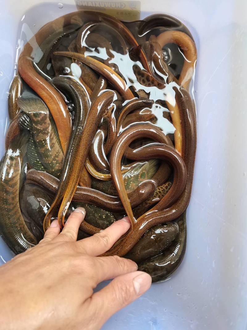 山沟土黄鳝