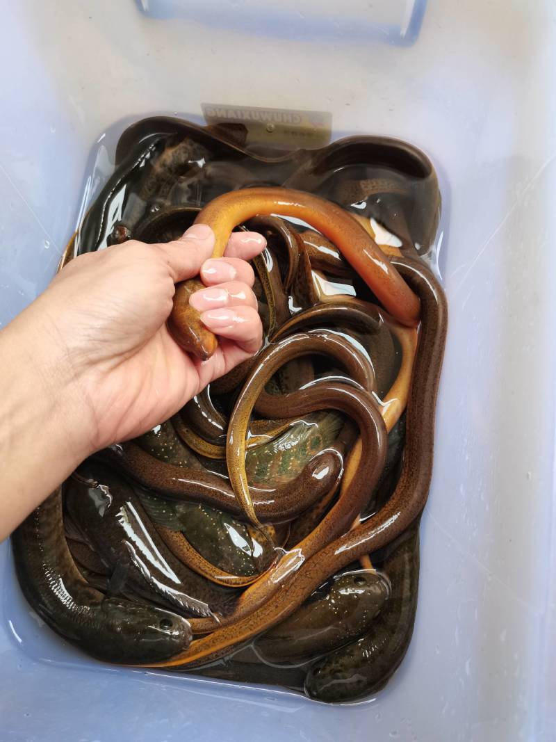 山沟土黄鳝