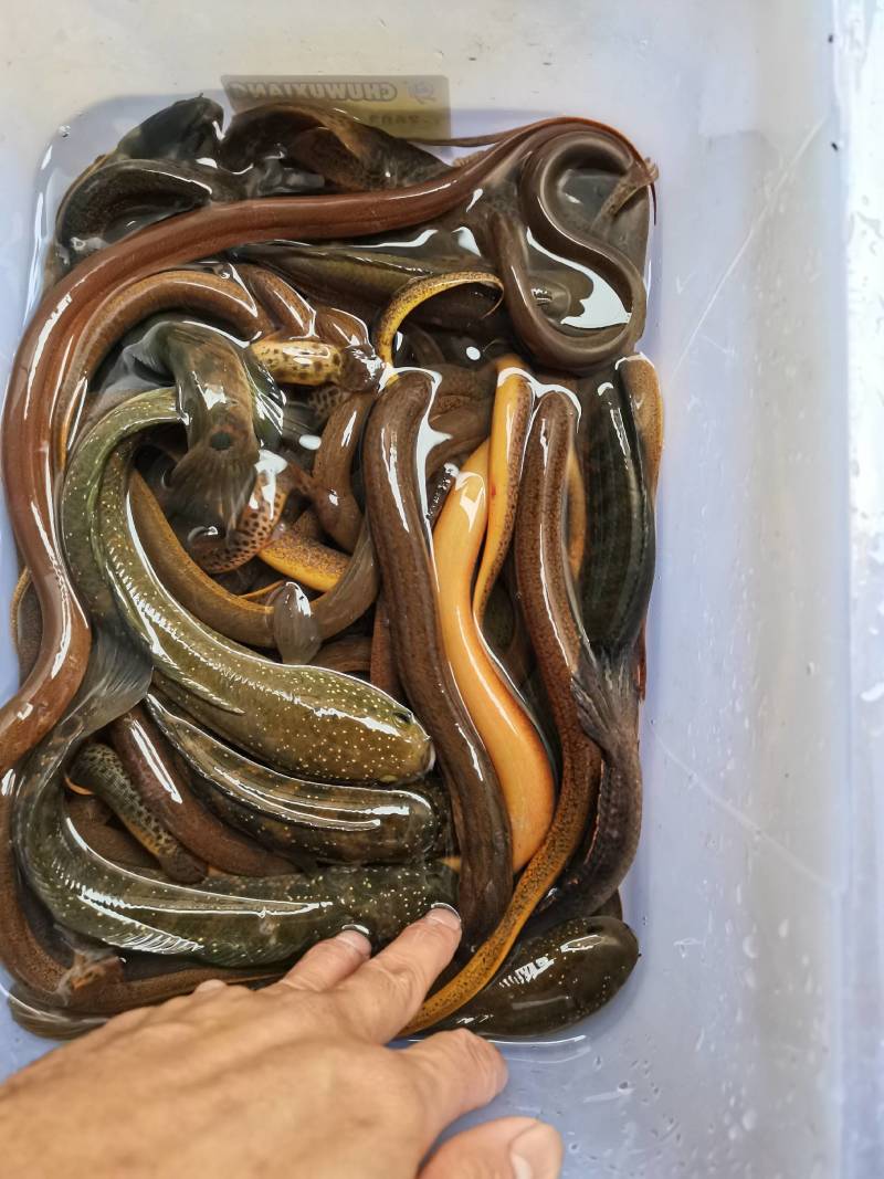 山沟土黄鳝