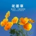 花菱草种子四季种易活花种子耐寒多年生宿根花籽庭院室外阳台