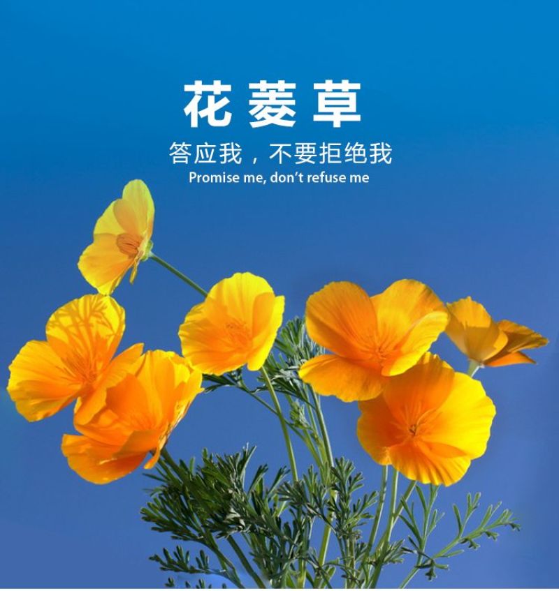 花菱草种子四季种易活花种子耐寒多年生宿根花籽庭院室外阳台