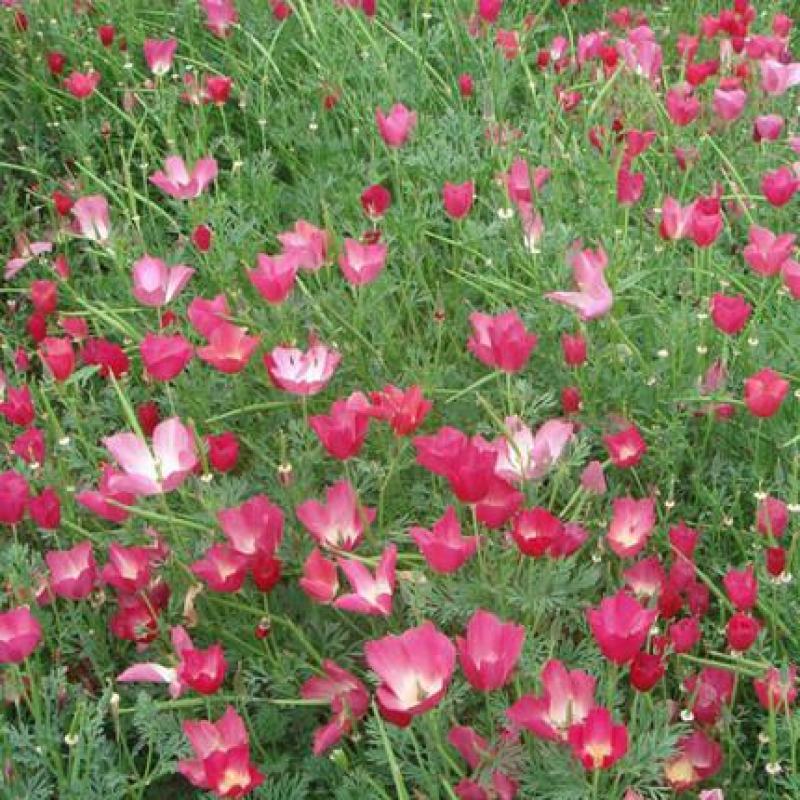 花菱草种子四季种易活花种子耐寒多年生宿根花籽庭院室外阳台