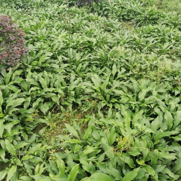金边玉簪花地苗杯苗批发供应基地玉簪工程苗玉簪价格