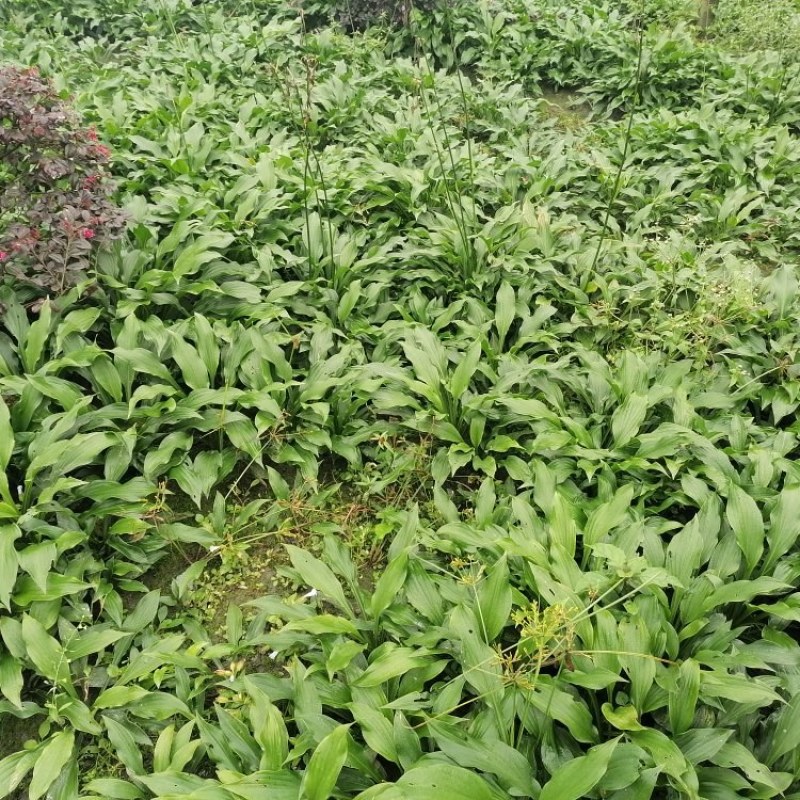 金边玉簪花地苗杯苗批发供应基地玉簪工程苗玉簪价格