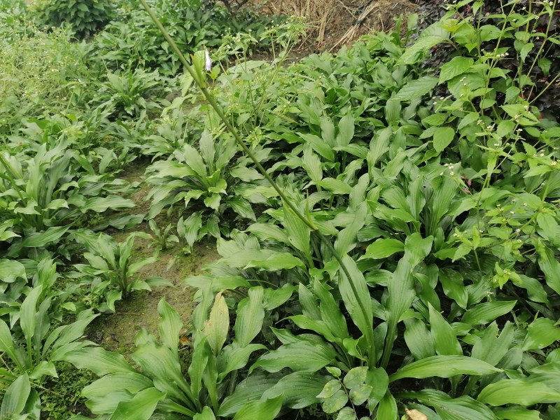 金边玉簪花地苗杯苗批发供应基地玉簪工程苗玉簪价格