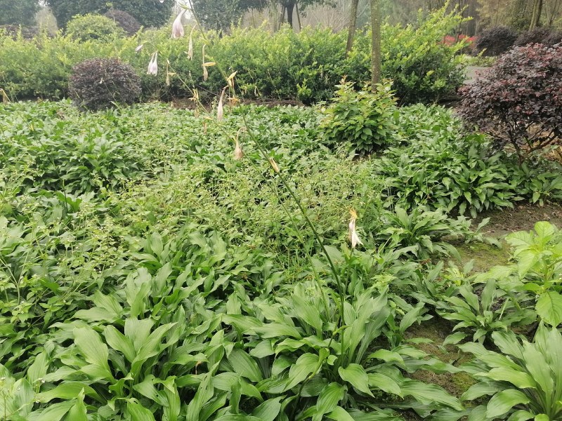 金边玉簪花地苗杯苗批发供应基地玉簪工程苗玉簪价格