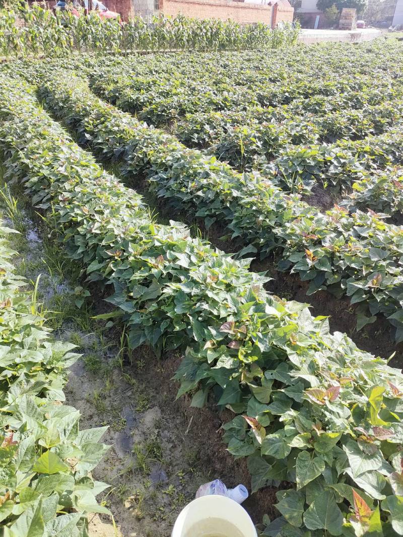供应早熟红红薯苗种苗