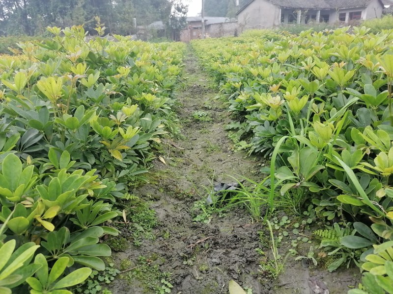 鸭脚木基地出售鸭脚木工程苗鸭脚木杯苗鸭脚木地苗