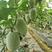 粉皮小冬瓜杂交种子、早熟、耐热、瓜长20cm，春秋种植