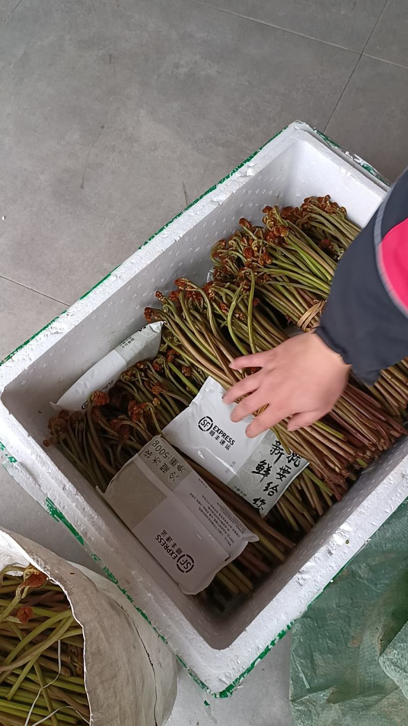 蕨菜