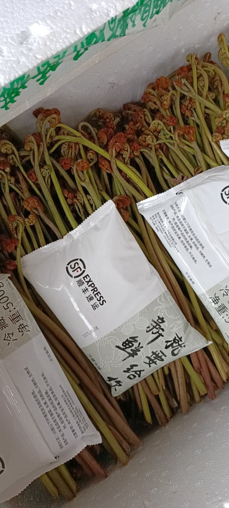 蕨菜