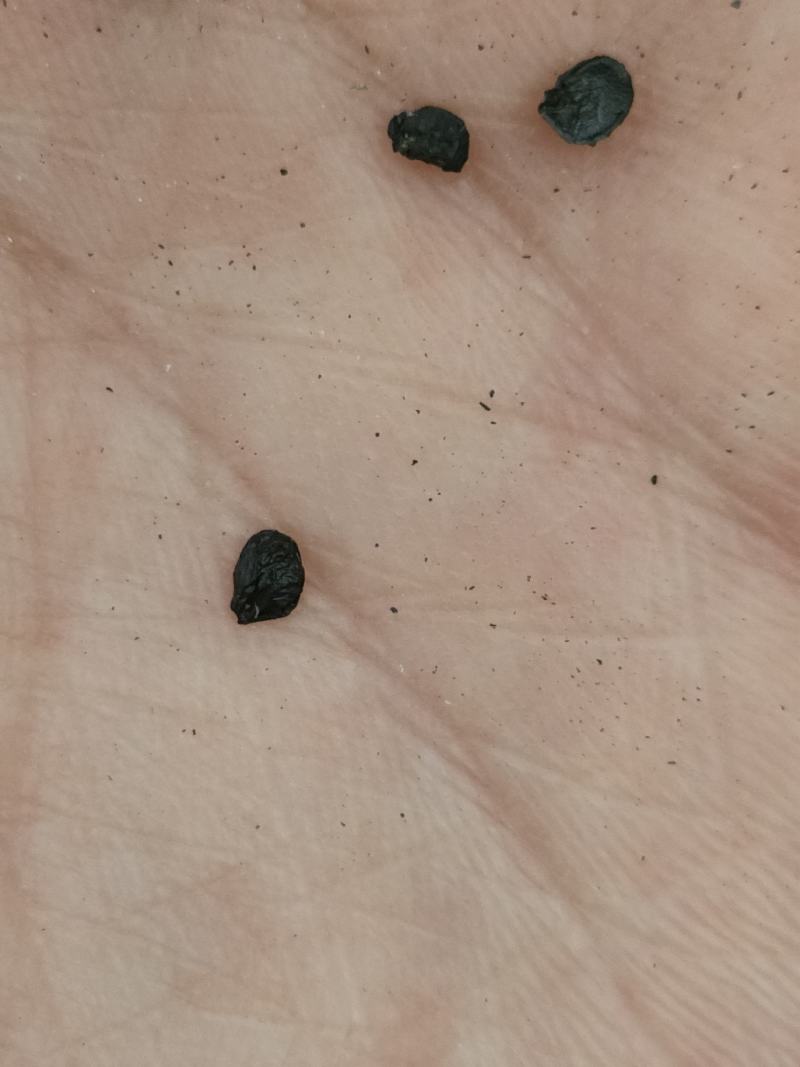 韭菜子皱皮不含一点葱子纯净货，无硫无添加足斤足量