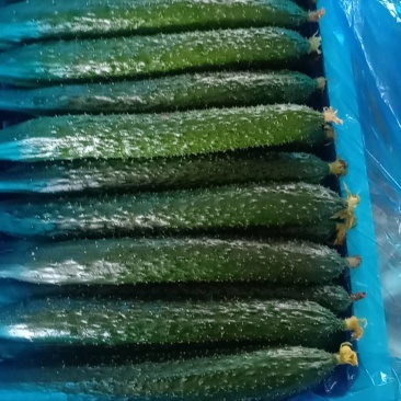 黄瓜