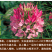 醉蝶花种子混色紫色粉色高杆四季易种活工程绿化园林景观