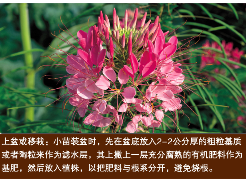 醉蝶花种子混色紫色粉色高杆四季易种活工程绿化园林景观