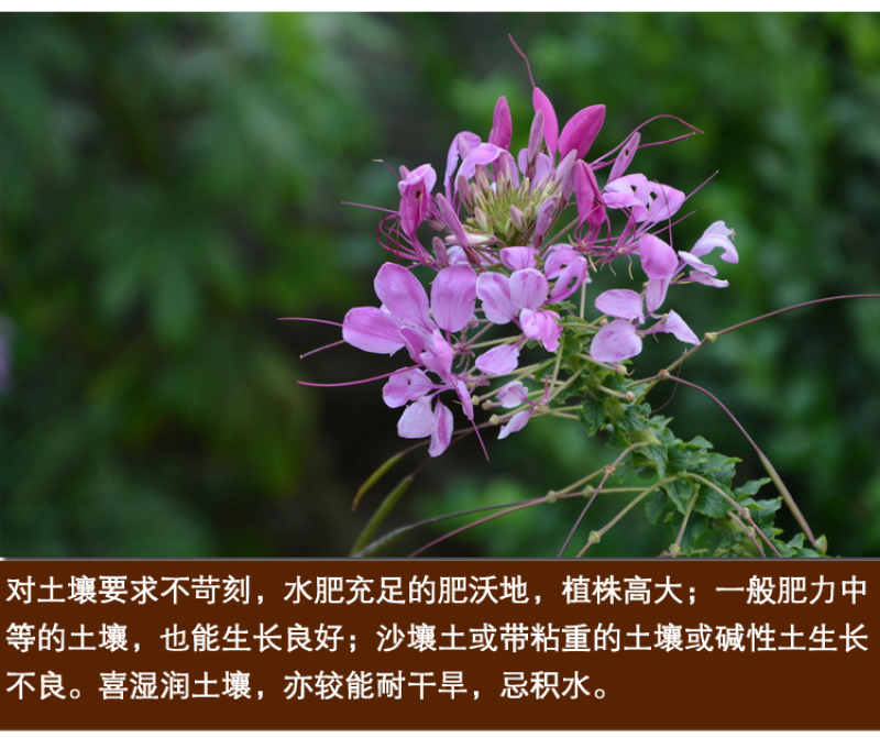 醉蝶花种子混色紫色粉色高杆四季易种活工程绿化园林景观