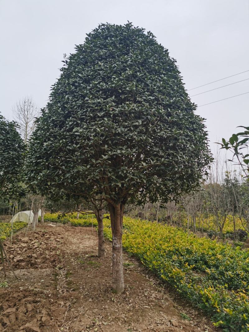 潢川金桂花繁叶茂清香馥郁适合庭院种植小区市政工程