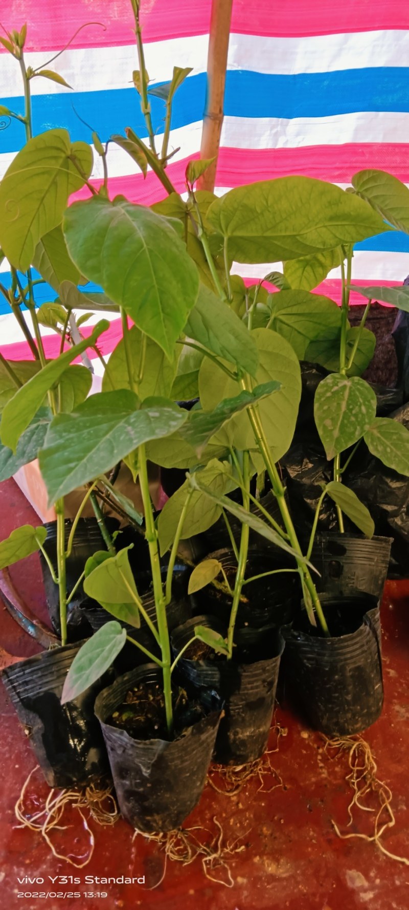 热情百香果苗，果子非常蜜甜好吃的，带土带叶发货