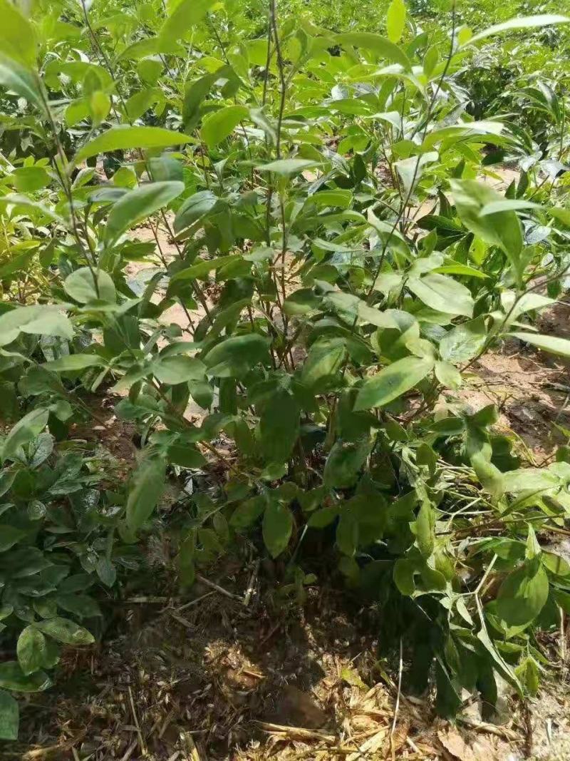 朱砂点苍术芽，现挖现卖，成活率高，好种植，易管理