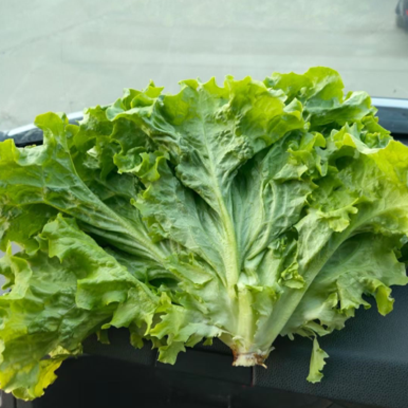 辽宁新民生菜散叶生菜大叶生菜大量供应可视频看货欢迎