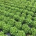 辽宁新民生菜散叶生菜大叶生菜大量供应可视频看货欢迎