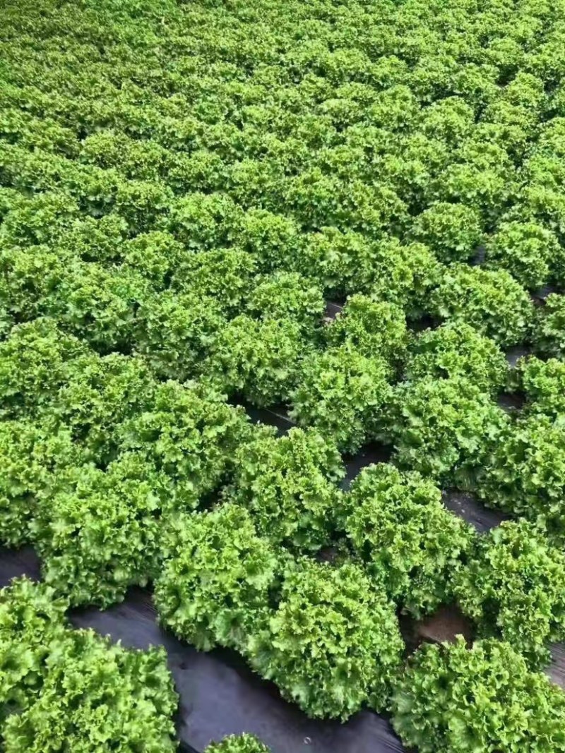 辽宁新民生菜散叶生菜大叶生菜大量供应可视频看货欢迎