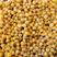 黄精籽，多花姜型不倒苗，高产品种，产地直供，可视频看货
